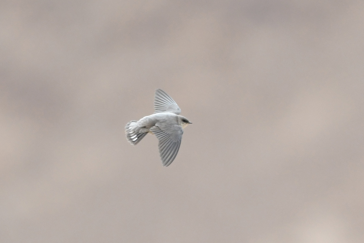 Pale Crag Martin