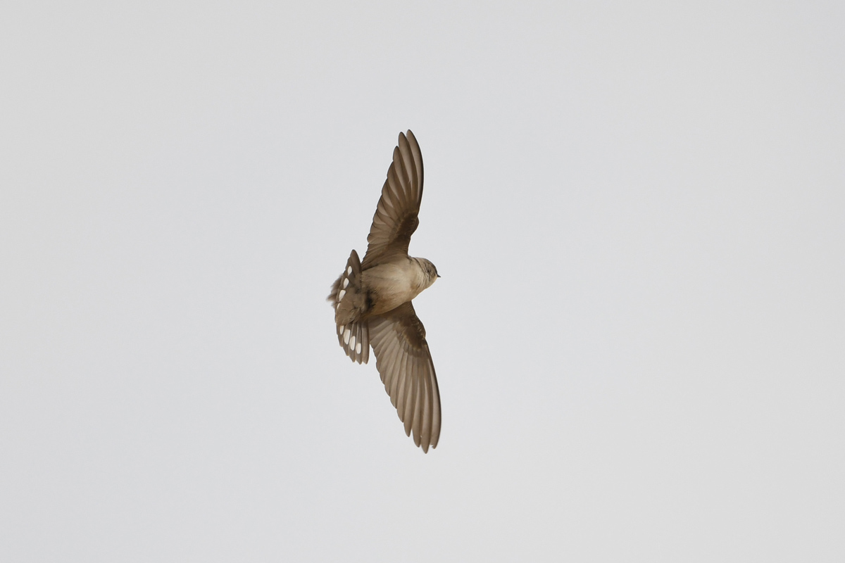 Pale Crag Martin