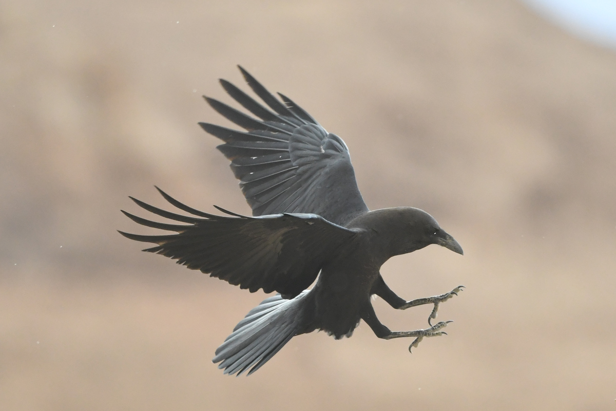 Brown-necked Raven