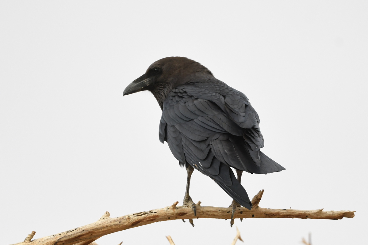 Brown-necked Raven