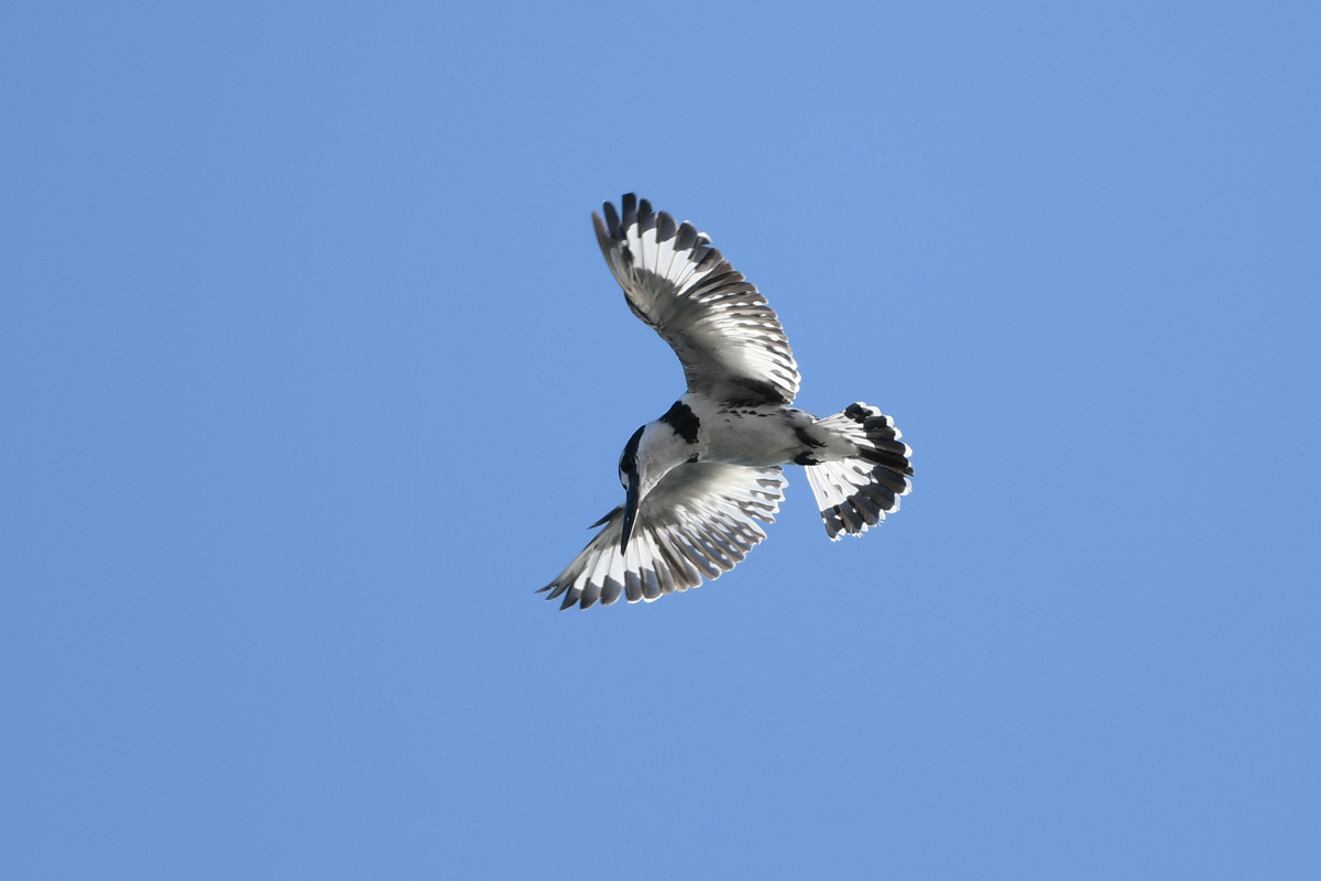 Pied Kingfisher