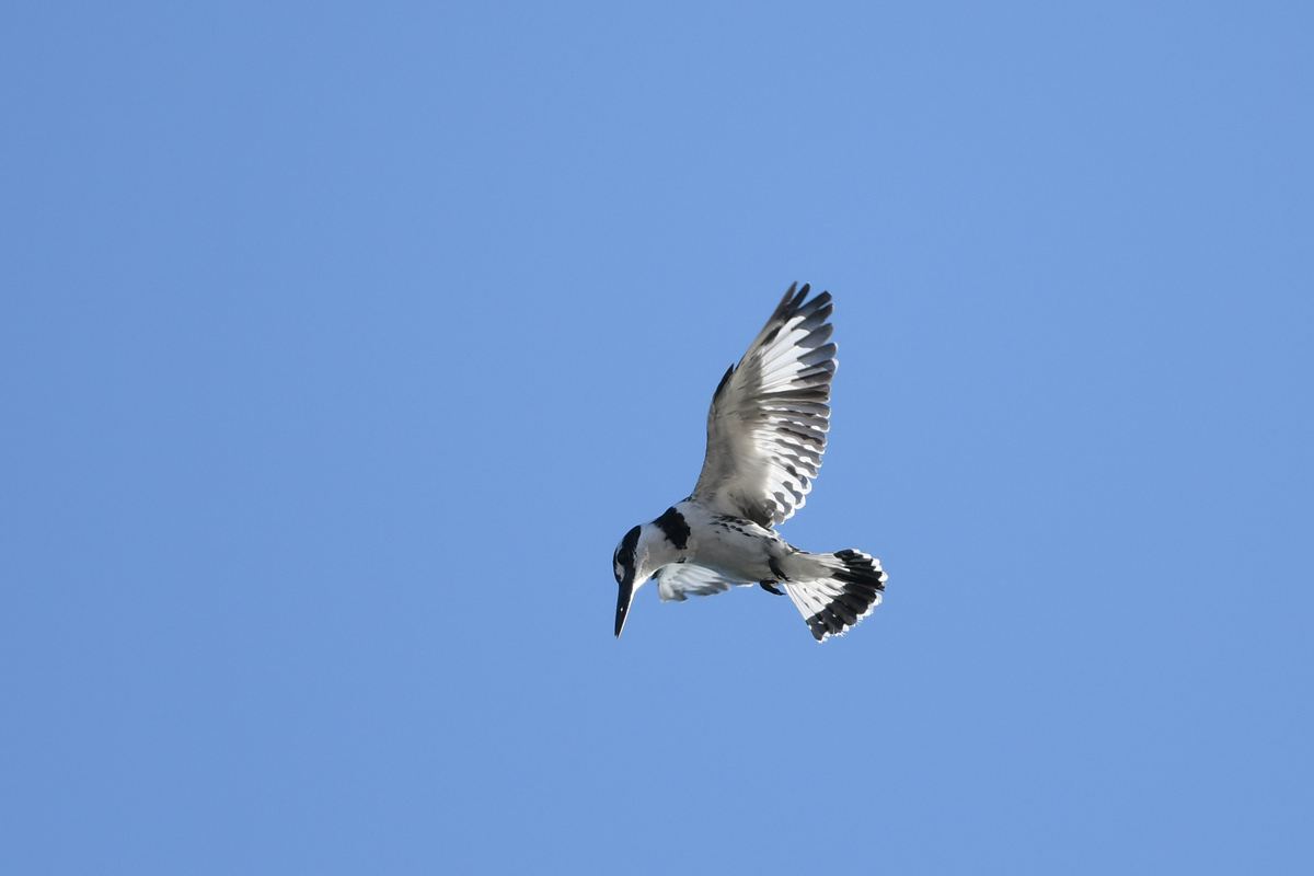 Pied Kingfisher