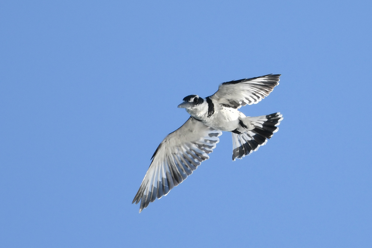 Pied Kingfisher