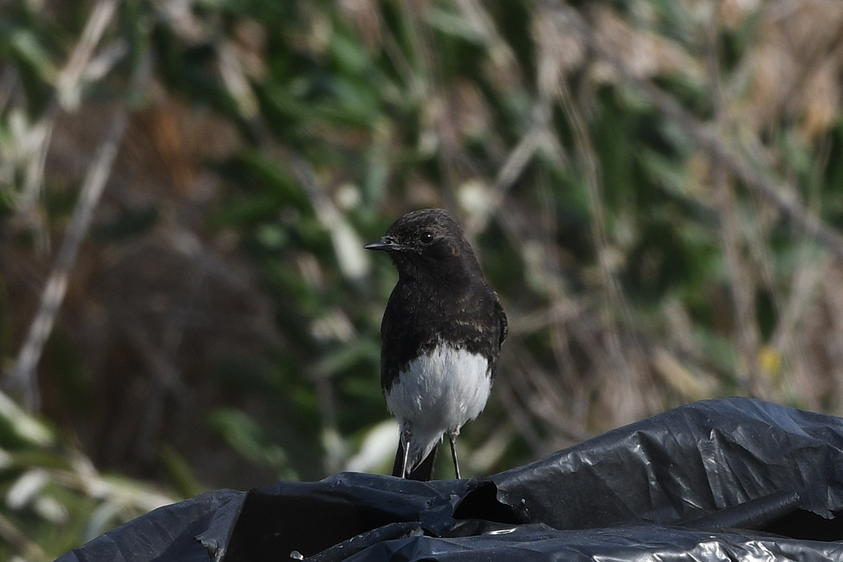 Pied Bush Chat