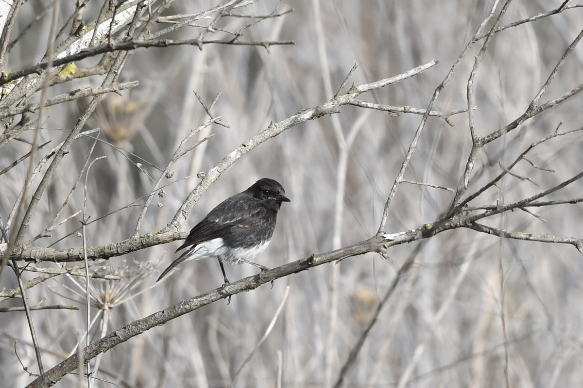 Pied Bush Chat