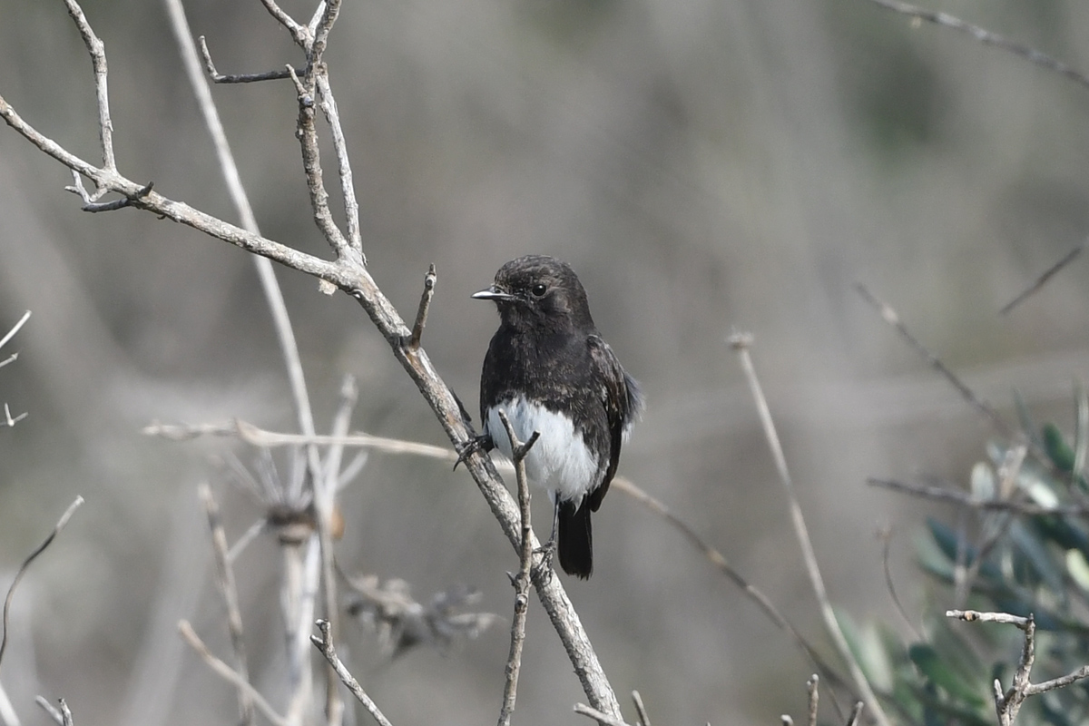 Pied Bush Chat