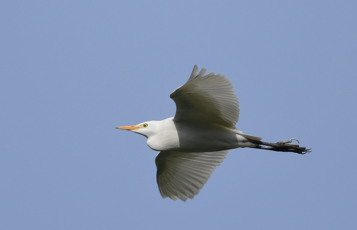 Western Cattle Egret