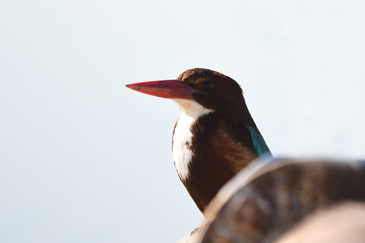 White-throated Kingfisher