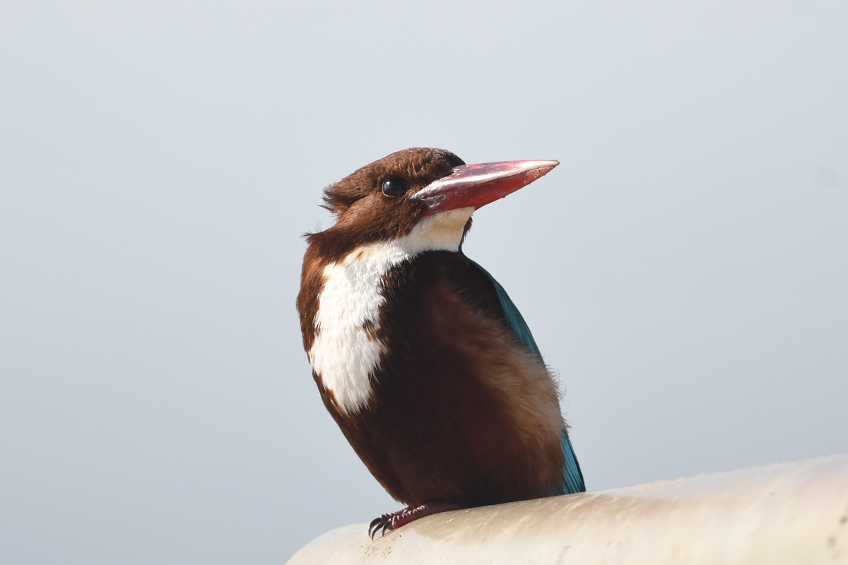 White-throated Kingfisher