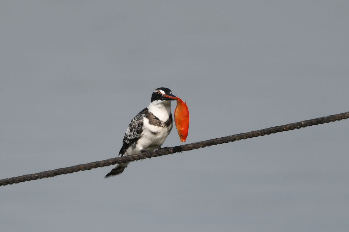 Pied Kingfisher