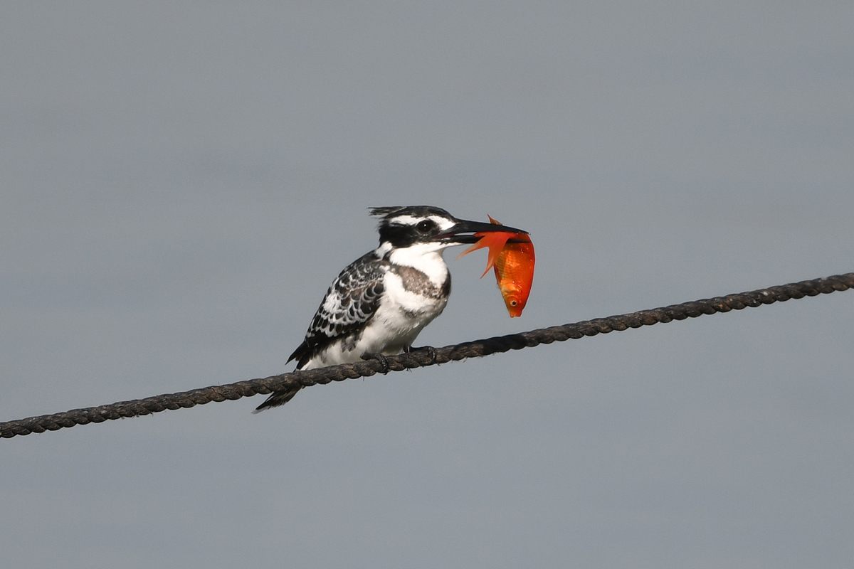 Pied Kingfisher