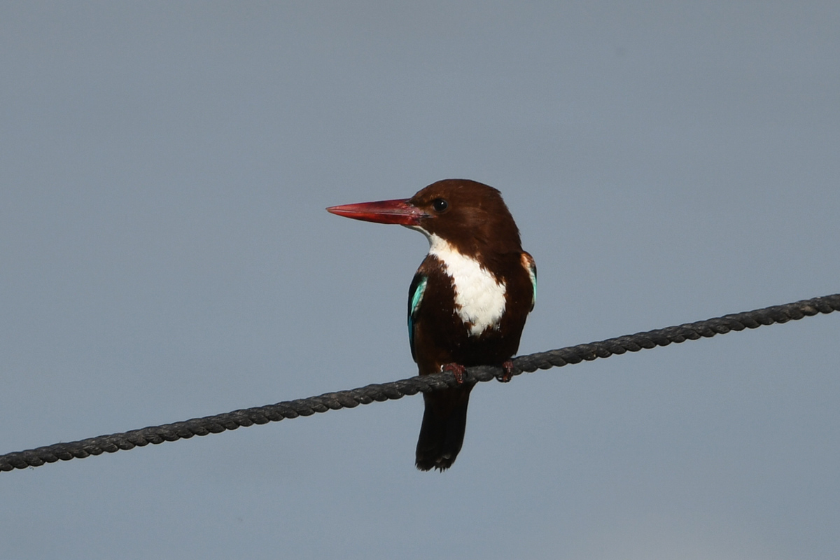 White-throated Kingfisher