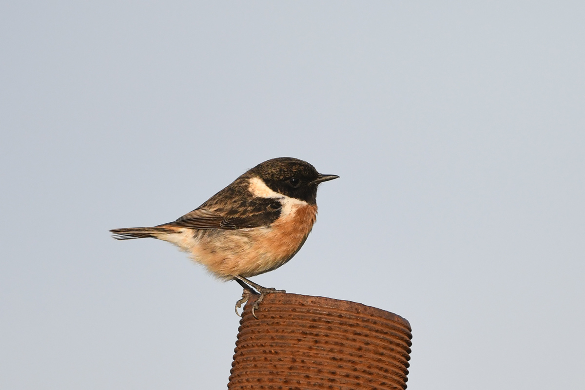 Siberian Stonechat