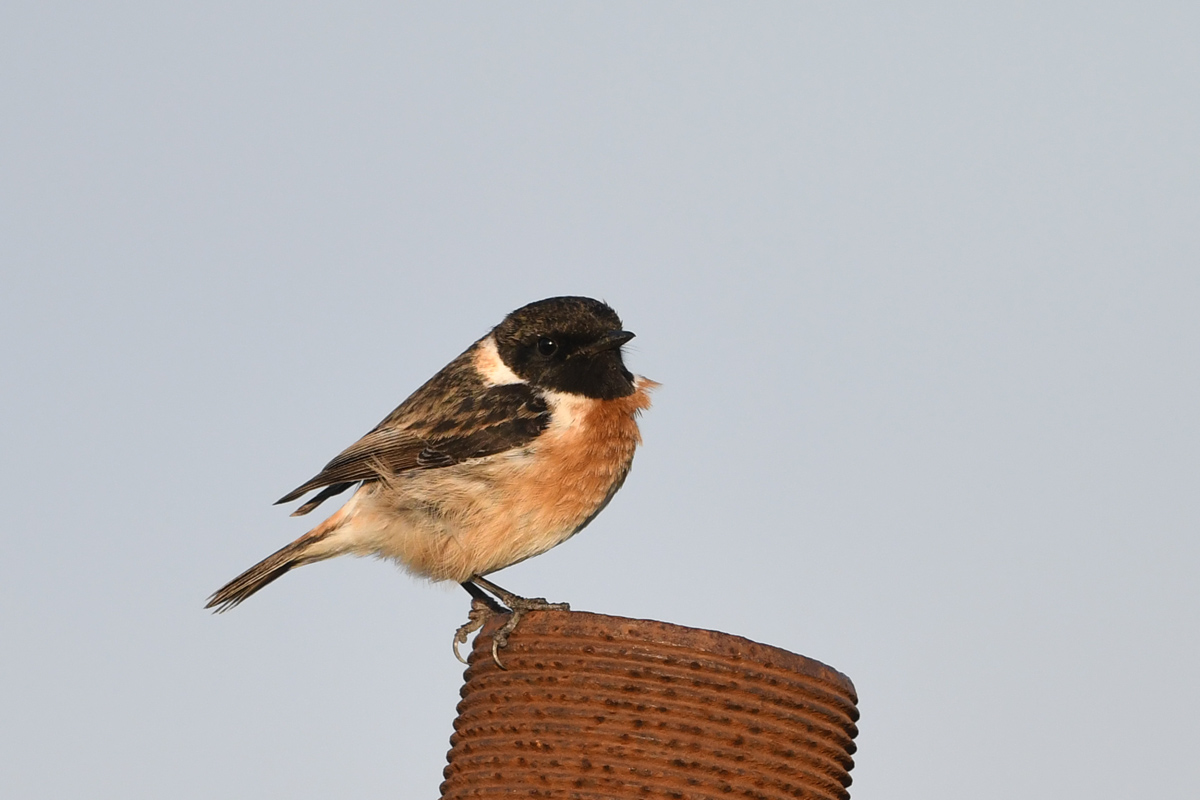 Siberian Stonechat