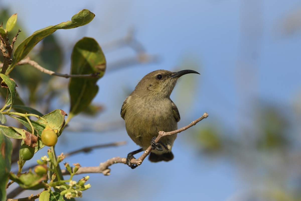 Palestine Sunbird