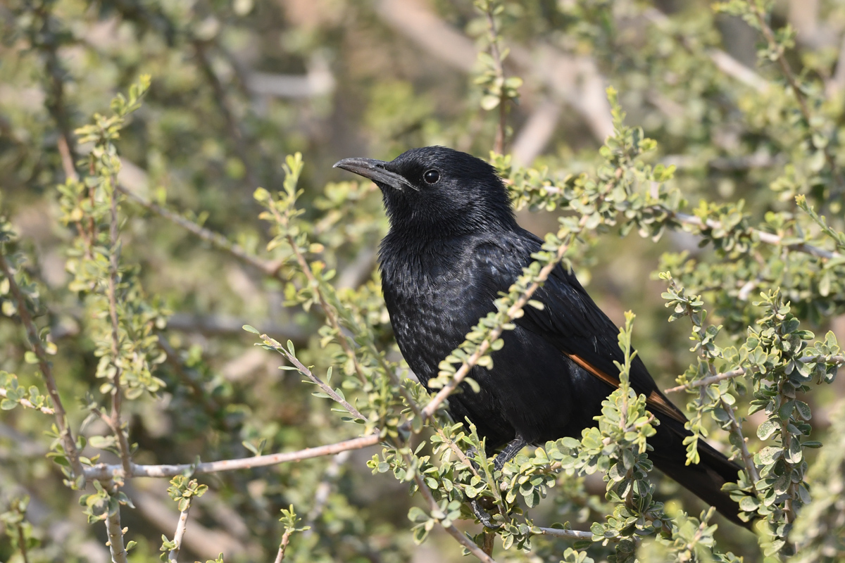 Tristram's Starling