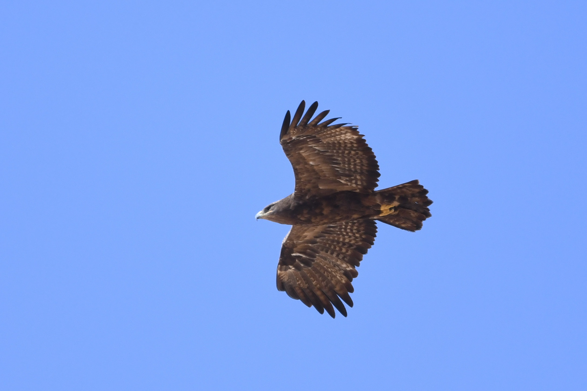 Steppe Eagle