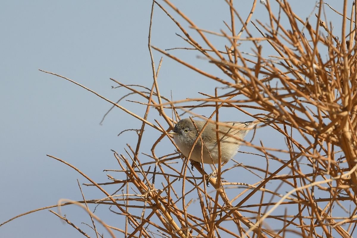 Asian Desert Warbler