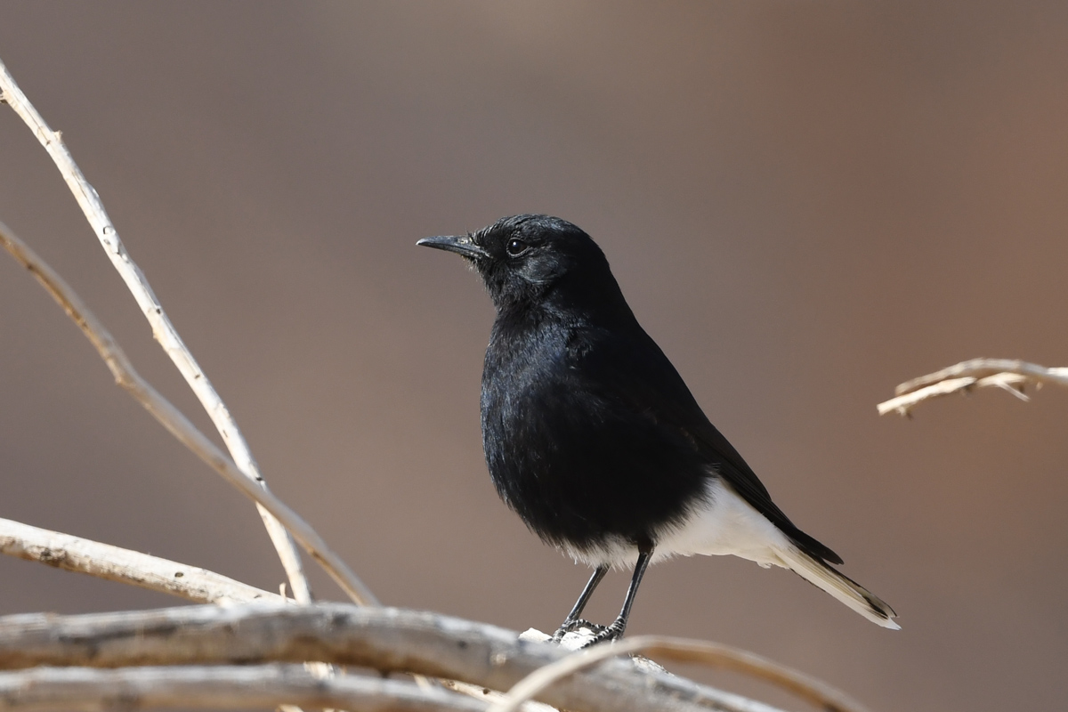 White-crowned Wheatear